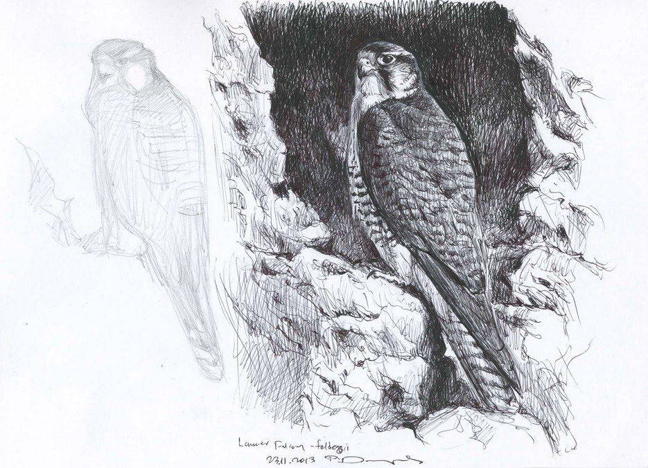 Lanner-falcon-feldeggi-Paschalis-Dougalis-2013.jpg