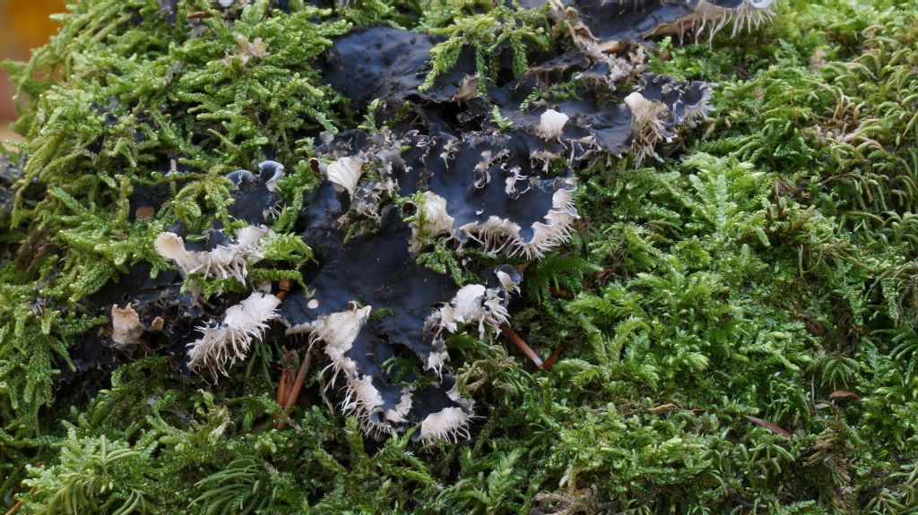 lichene-foglioso-probabile