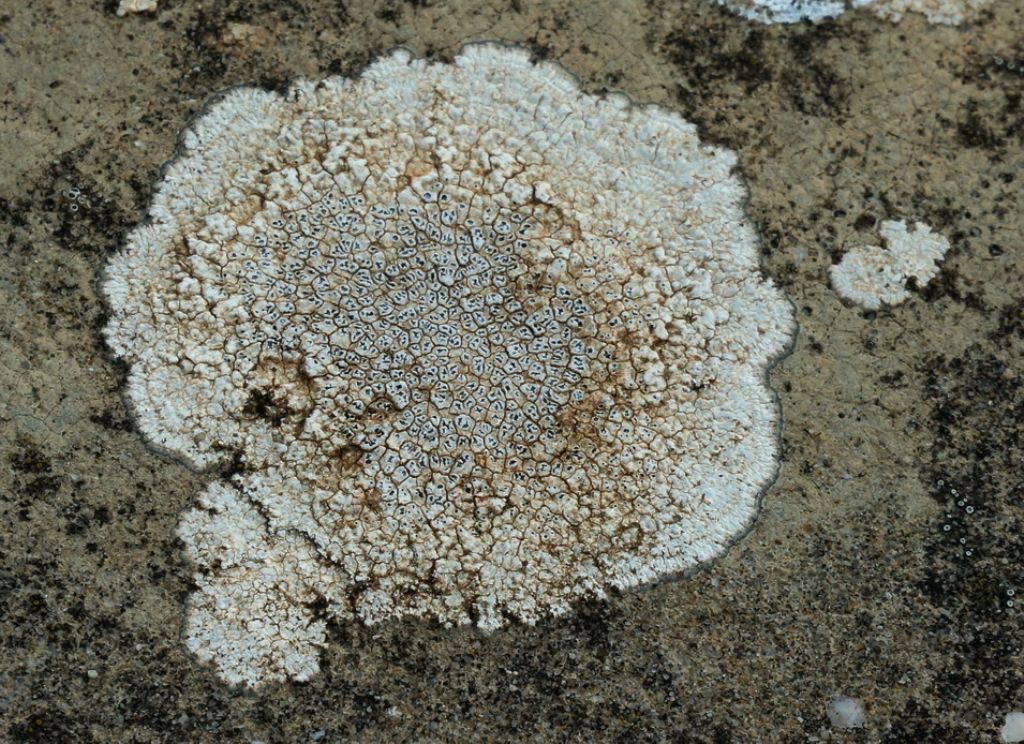 lichene-crostoso Foresta Umbra Novembre 2017