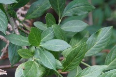 Berretta-da-prete-Euonymus-sp-foglie-Monte-Spigno-Maggio-2017-