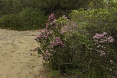 Erica-multiflora-Bosco-Isola-Ottobre-2020