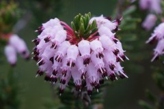 Erica-multiflora-Fiori-Bosco-Isola-Ottobre-2020