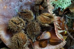 Faggio-Faggiole-Foresta-Umbra-Ottobre-2016