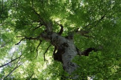 Faggio-Fagus-silvatica-