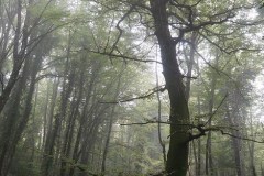 Faggio-Foresta-Umbra-Ottobre-2016