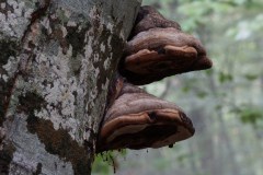 Faggio-Tronco-con-Fomes-fomentarius-Foresta-umbra-Ottobre-2016