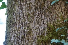 Farnetto-Corteccia-Foresta-Umbra-Dicembre-2016