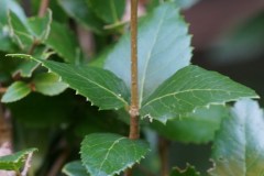 Fillirea-disposizione-foglie