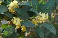 Fillirea-latifolia-Fiori-Bosco-Isola-Aprile-2017
