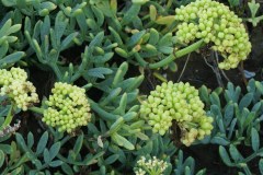 Finocchio-marino-Crithmum-maritimum-L-costa-marina-settembre-2016.