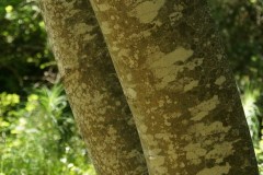 Fraxinus-ornus-Foresta-Umbra-Aprile-2017