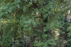 Fraxinus-sp.-probabile-angustifolia-Albero-Monte-Spigno-Maggio2017