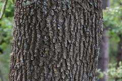 Fraxinus-sp.-probabile-angustifolia-Corteccia-Monte-Spigno-Maggio2017