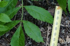 Fraxinus-sp.-probabile-angustifolia-Foglie-Monte-Spigno-Maggio2017