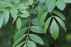 Fraxinus-sp.-probabile-angustifolia-Monte-Spigno-Maggio2017