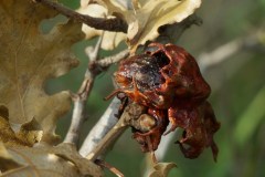 Galla-Andricus-dentrimitratus