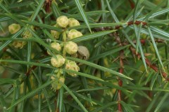 Ginepro-coccolone-Fiori-maschili-valle-Carbonara-novembre-2016