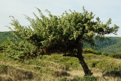 Ginepro-coccolone-Juniperus-oxycedrus-formazione-a-bandiera-
