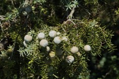 Ginepro-coccolone-Juniperus-oxycedrus