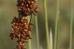 Giunco-Juncus-acutus-L.-Frutti