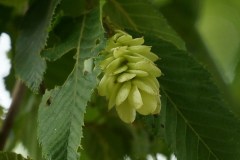 Carpino nero- Ostrya carpinifolia - Infruttescenza