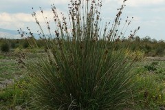 Juncus-acutus-L.