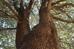 Leccio-Quercus-ilex-Corteccia-Valle-Carbonara-2016