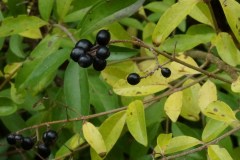 Ligustro-sp-probabile-vulgaris