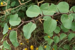 Marruca-Paliurus-spina-christi