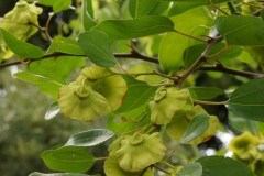 Marruca-Paliurus-spina-christi