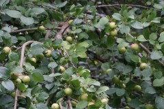 Melo-selvatico-Malus-silvestris
