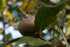 Mespilus-germanica-L.