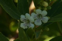Myoporum-sp-Fiori