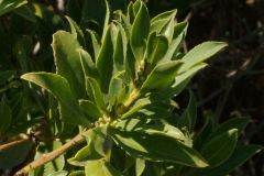 Myoporum-sp-Foglie