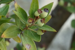 Myrtus-communis-Frutti-costa-garganica-settembre-2016