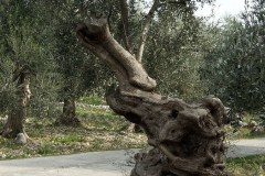 Olivo-Olea-europea-Mattinata-Febbraio-2017