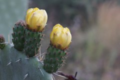 Opuntia-ficus-indica
