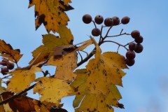Sorbo-Selvatico-Sorbus-torminalis-Foresta-Umbra-Ottobre-2016
