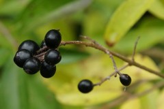 ligustrum-Bacchejpg