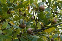 Mespilus-germanica-L.