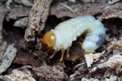 Larva di-Lucanide-Foresta-Umbra-Giugno-2017