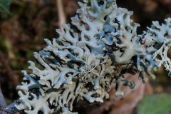 Hypogymnia-tubulosa-Foresta-Umbra-Dicembre-2017