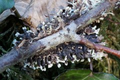 Hypogymnia-tubulosa-tallo-inferiore-Foresta-Umbra-Dicembre-2017-