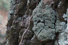 Physconia-venusta-Ach.-Poelt-Cerro-Foresta-Umbra-Dicembre-2017