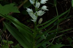 Cephalantera-longifolia