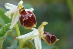 Ophrys-archipelagii