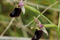 Ophrys-bertoloni-1i