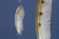 Barbagianni-Tyto-alba-Siponto-Febbraio-2005