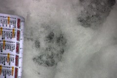 Gatto-selvatico-probaile1