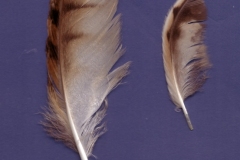 Gufo-comune-Asio-otus-Pineta-di-Siponto-Agosto-2005